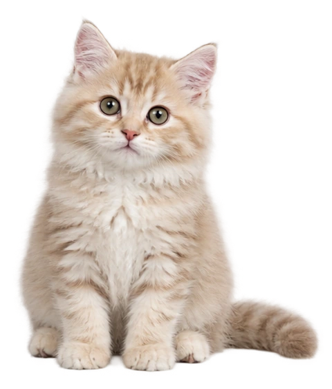 A fluffy cream kitten sitting up